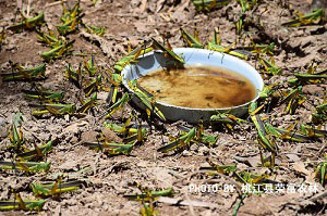 竹蝗誘殺防治效果